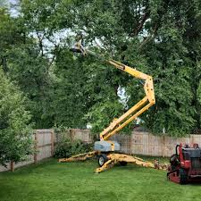 Trusted Alpena, MI Tree Services Experts